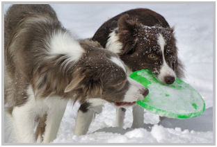 border collie speedy dream