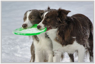 border collie speedy dream