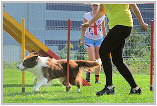 border collie speedy dream